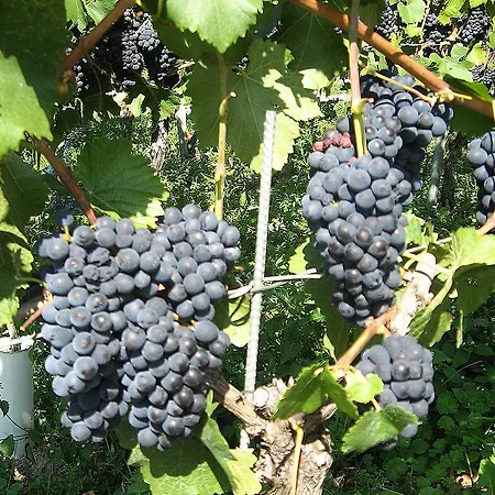 Guest house Sprachpension - The Language *