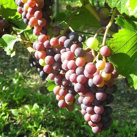 Sprachpension - The Language * Vogtsburg