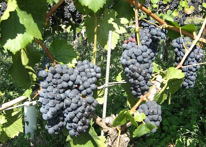 Maison d'hôtes Sprachpension - The Language *