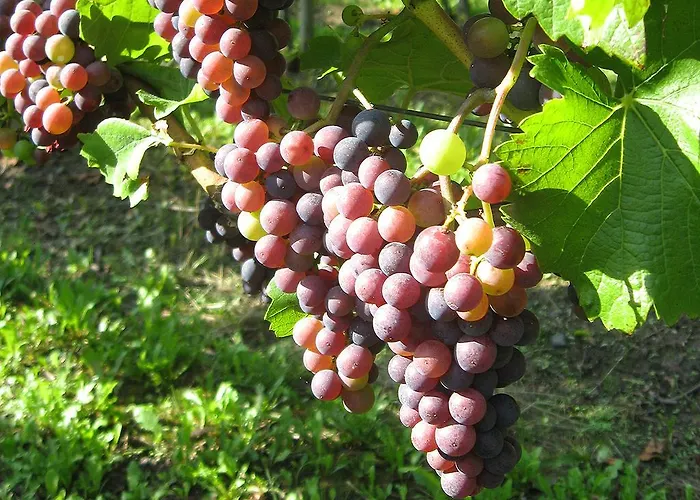 Sprachpension - The Language * Vogtsburg im Kaiserstuhl